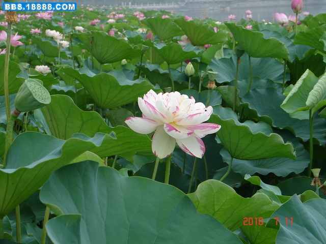 DSC05363_缩小大小.JPG