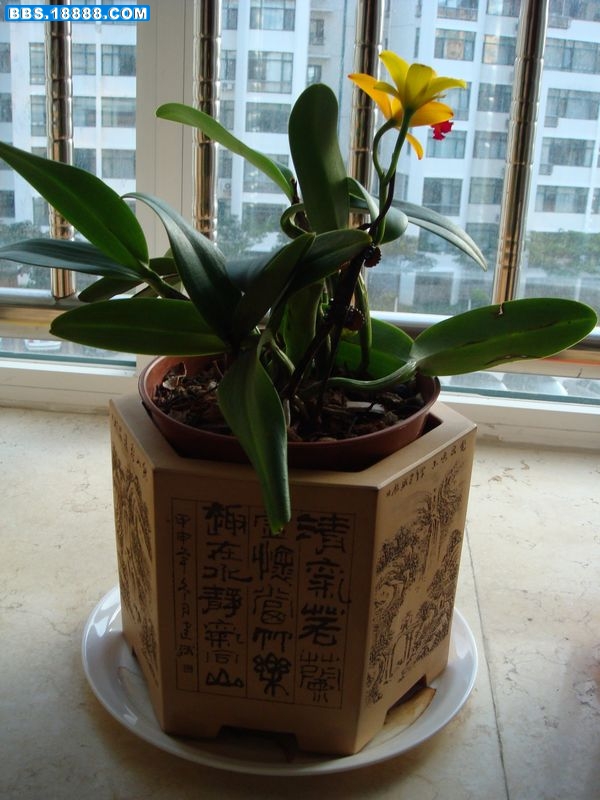 卡特花蕾5.JPG