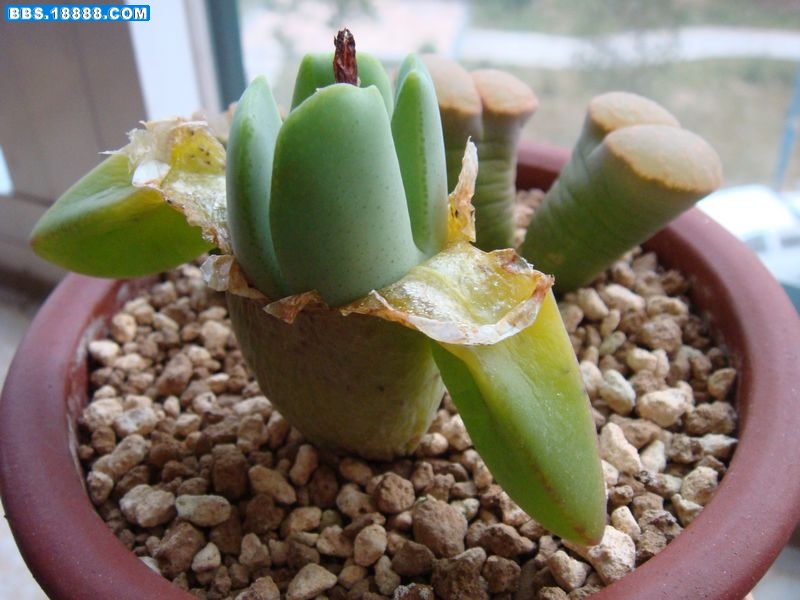 大枪蜕皮8.JPG
