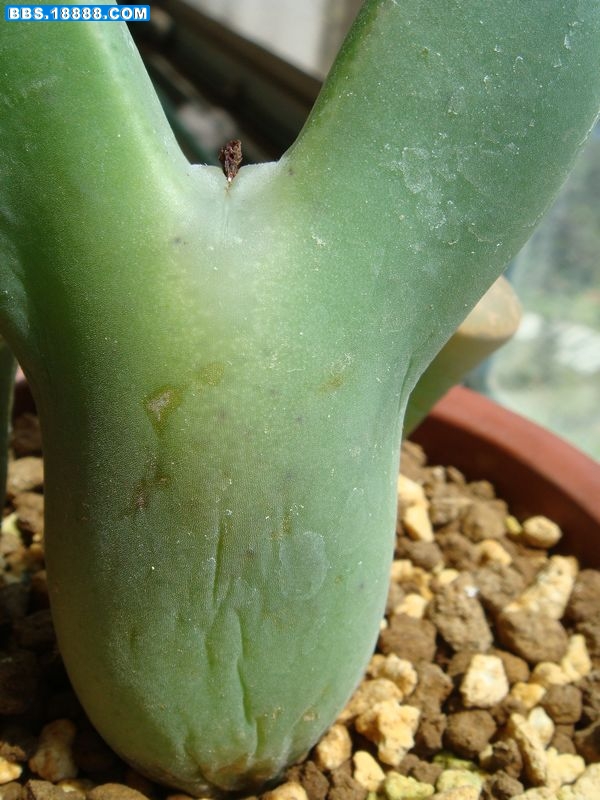 大枪蜕皮3.JPG