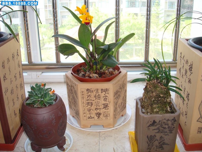 卡特1.JPG
