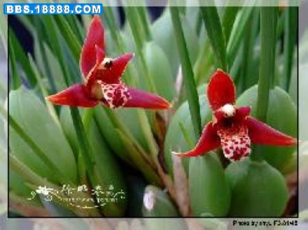 腋唇兰花1.jpg
