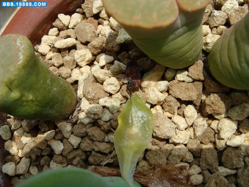 大枪蜕皮11.JPG