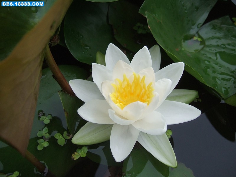 睡莲 (14).jpg