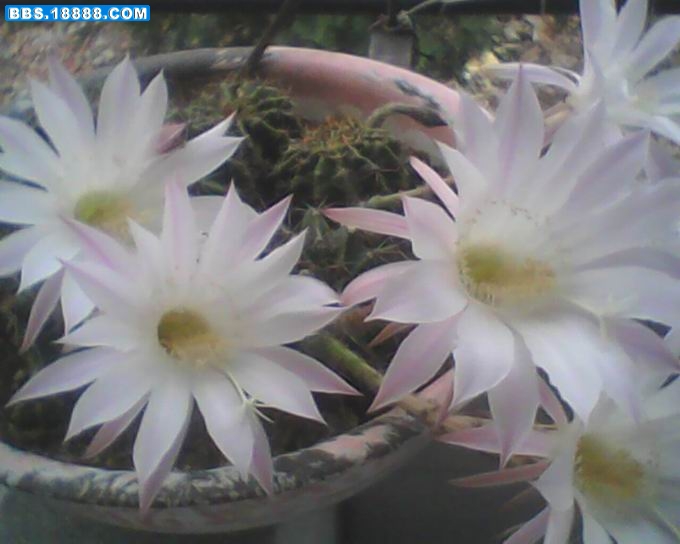 IMG0103A.jpg
