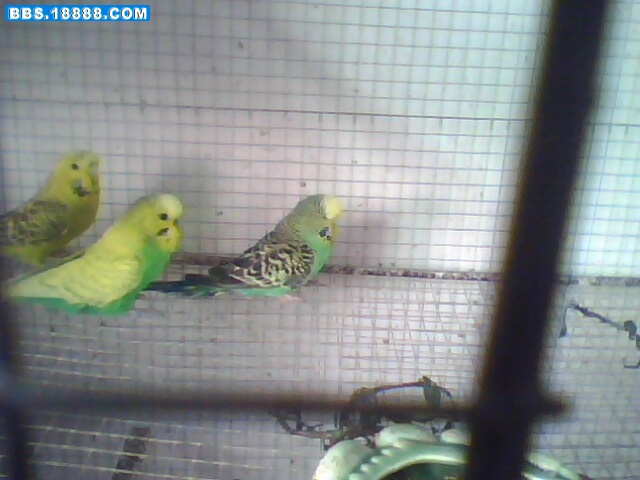 IMG0324A.jpg