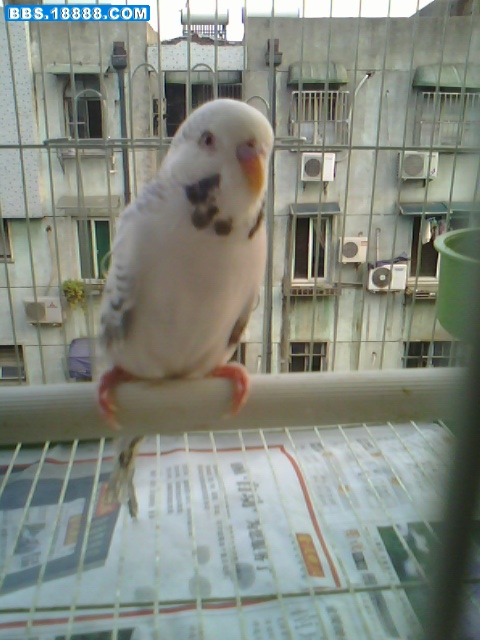 IMG1146A.jpg