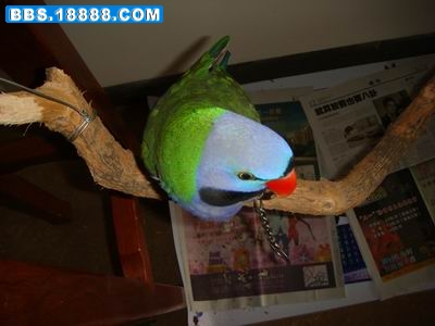 DSC06018.JPG