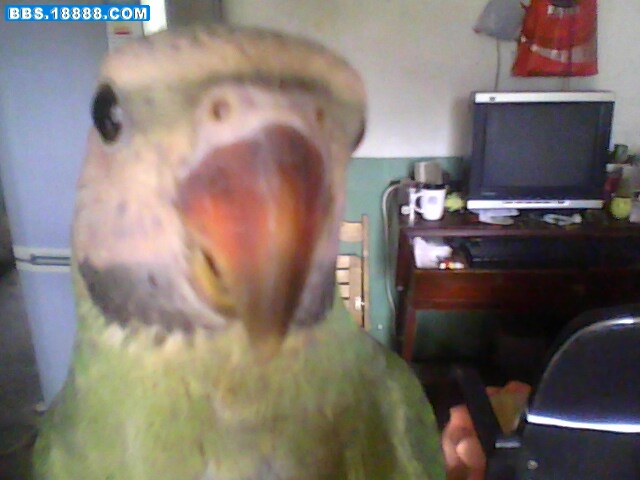 IMG0396A.jpg