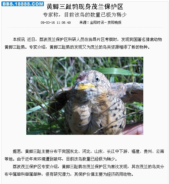 黄脚三趾鹑2.jpg