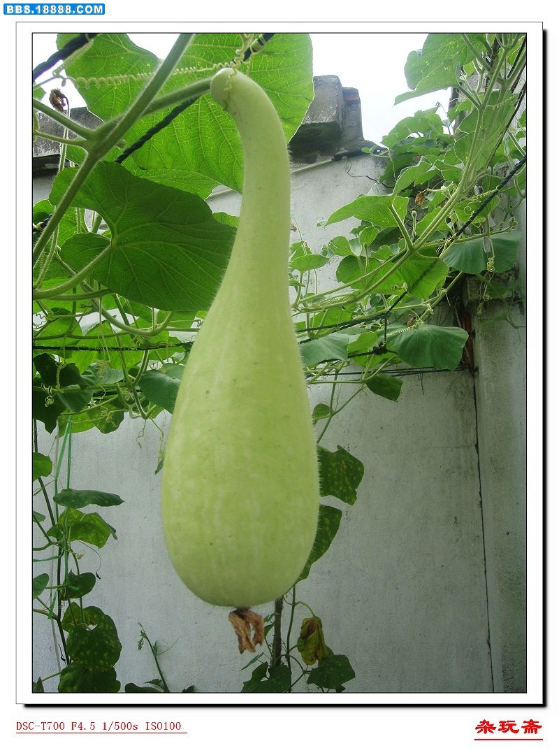 3葫芦.jpg