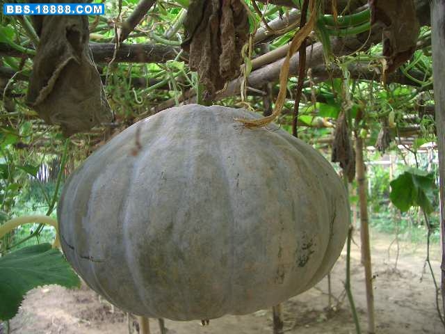 CIMG9140.JPG
