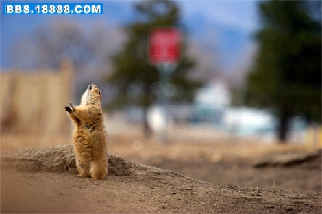 urban-prairie-dog-081209-ga.jpg