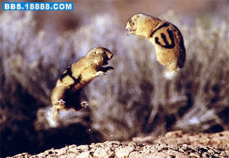 prairie-dog-fight-517834-ga.jpg