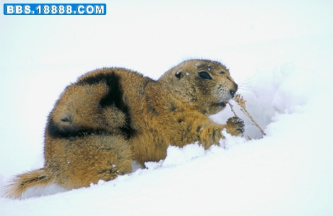 foraging-prairie-dog-517702-ga.jpg