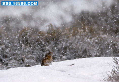 prairie-dog-presence-517664-ga.jpg