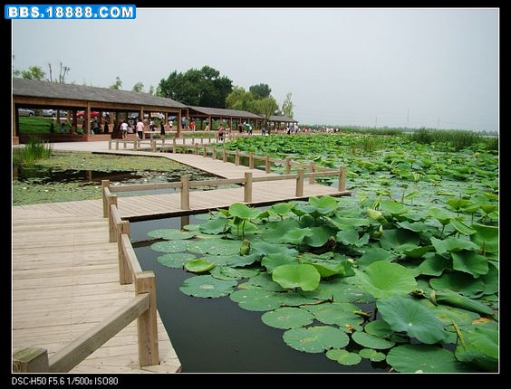 nEO_IMG_DSC02529.jpg