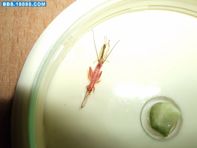 DSCF4353.jpg