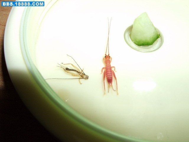 DSCF4373.jpg