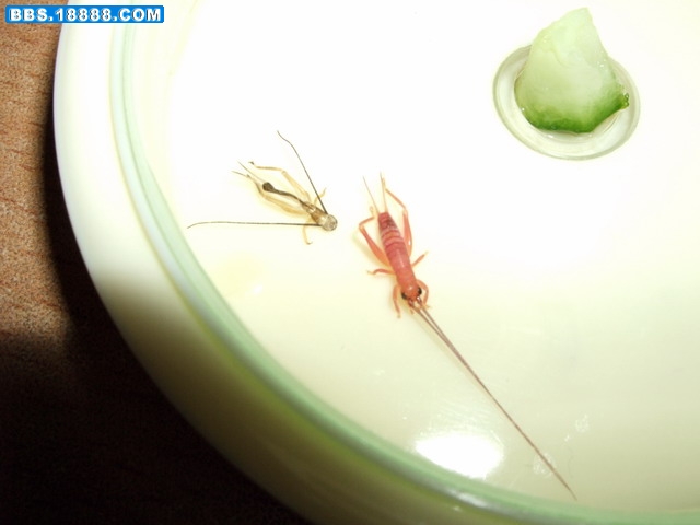 DSCF4394.jpg