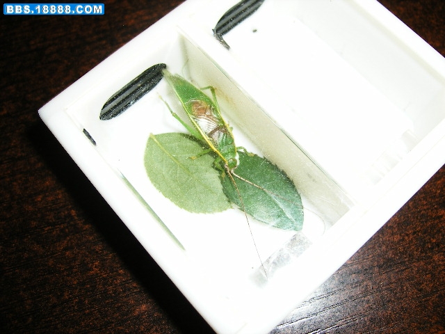 DSCF1093.JPG