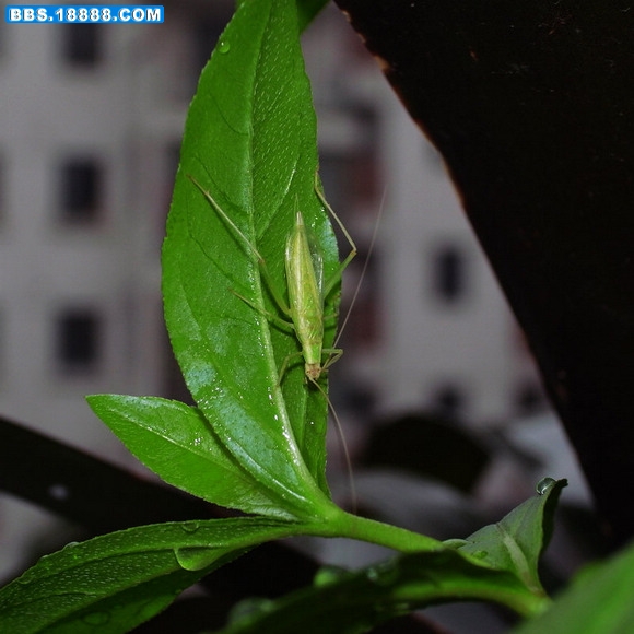 放生的植物11nEO_IMG_R0016115.jpg