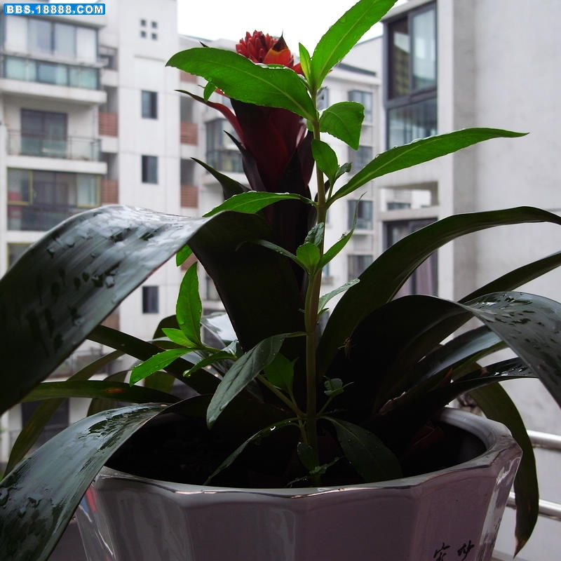 放生的植物全景nEO_IMG_R0016119.jpg