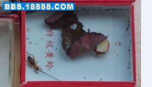 树蛉5.jpg