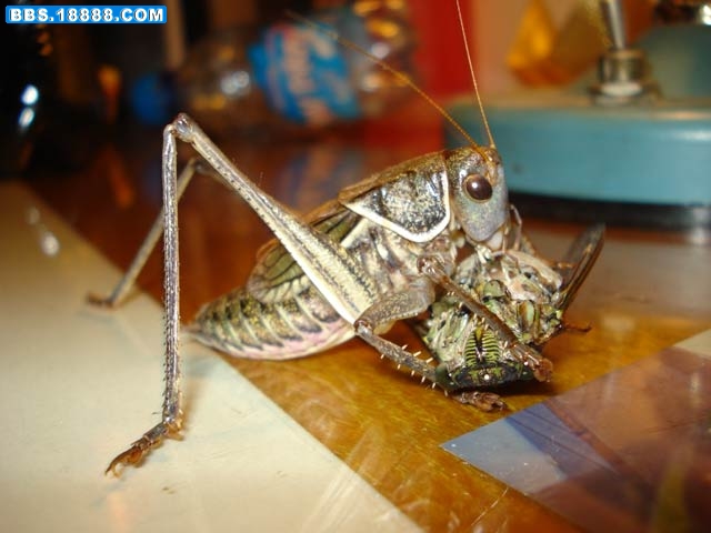 DSC02798.jpg
