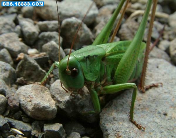 Decticus verrucivorus 1.jpg