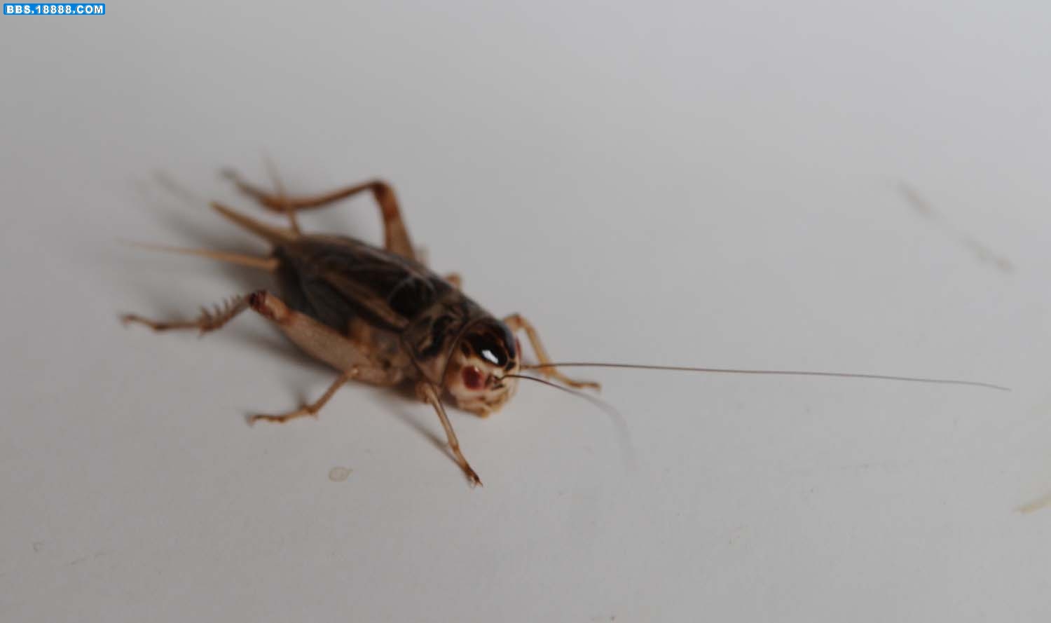 DSC_0513副本.jpg