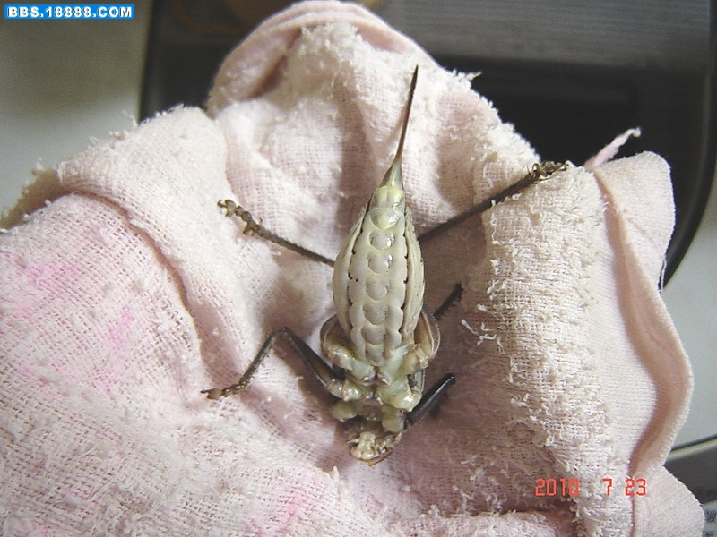母蝈蝈4.jpg