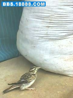 IMG0513A.jpg