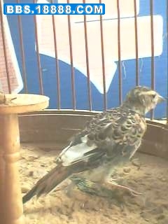 IMG0689A.jpg