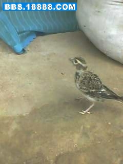 IMG0522A.jpg