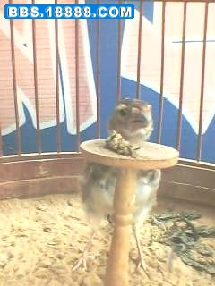 IMG0684A.jpg