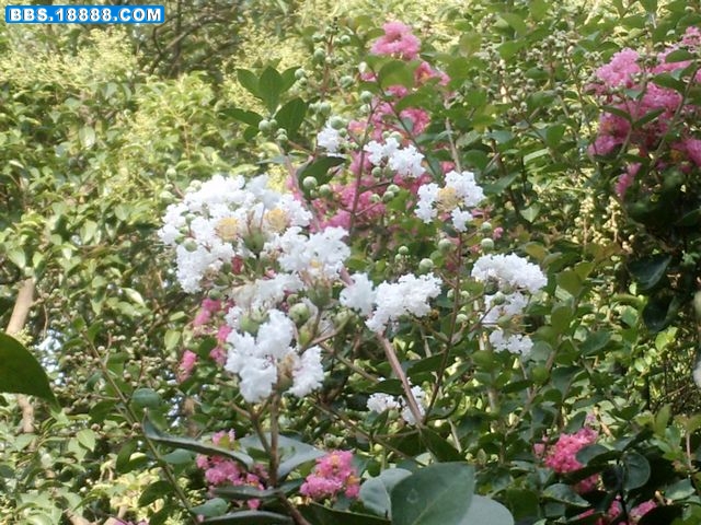 nEO_IMG_PICT1727.jpg