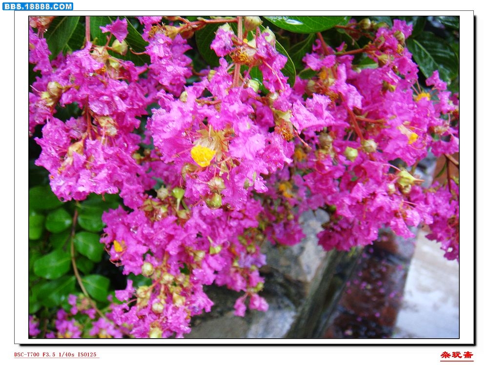 1花.jpg