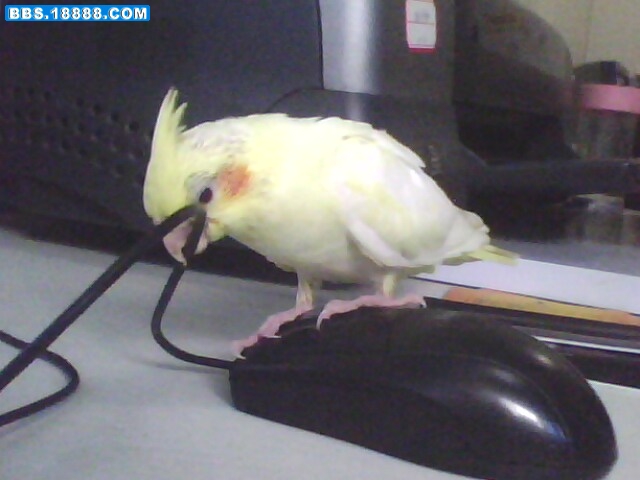IMG0420A.jpg