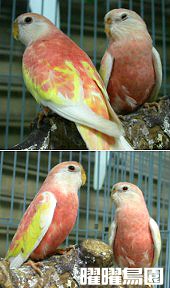 bourke\&#39;s%20parrot-m.jpg