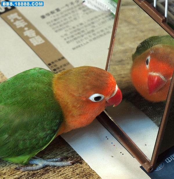 小花9.jpg