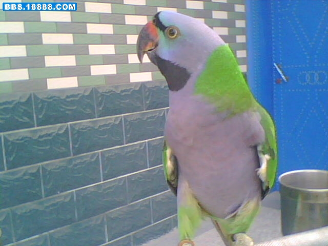IMG1572A.jpg