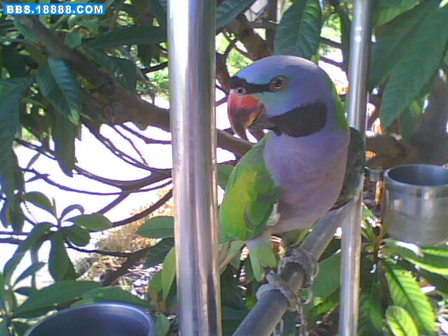 IMG1588A.jpg