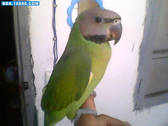 IMG0433A.jpg