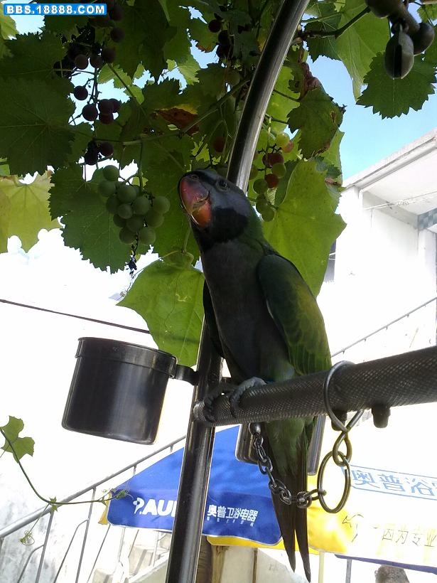 20100808072.jpg