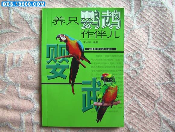 幼灰鹦鹉 004.jpg