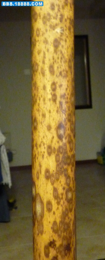 P1000492.jpg