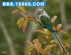 bw_parakeet_yk.jpg