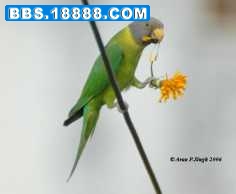 plumheaded_parakeet_femaleaps.jpg