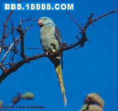 malabar parakeet cb.jpg